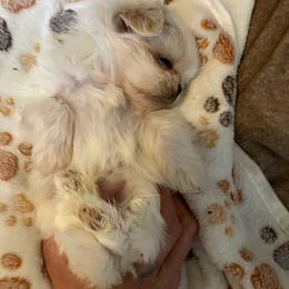 Mighty Mouse - Cream and white male Shih Tzu puppy in Fountain, Florida from Simply Shih Tzu