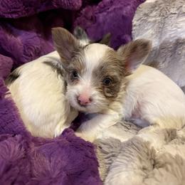 Cracker chocolate blonde parti - Parti male Yorkshire Terrier puppy in Lamar, Missouri from RJ’S Classy Yorkies