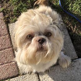 Panda - Shih Tzu