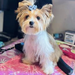 Biewer Terrier and Russian Salon Dog Puppies from Petit Bijou