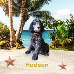 Poodle Puppies from Hickory Hills Poodles
