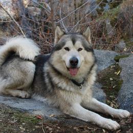 Odin - Alaskan Malamute