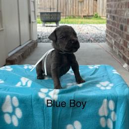 White - Gray male Cane Corso puppy in Laplace, Louisiana from BFM Cane Corso’s