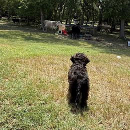 Cavapoo, Cockapoo, Goldendoodle, and Maltipoo Puppies from Perdue Puppies