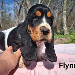 Flynn - Black brown and white male Basset Hound puppy in Mack's Creek, Missouri from Mack's Creek Basset Hounds
