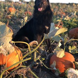 Berlin - German Shepherd