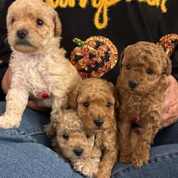 Poodles from Cathys Dogs