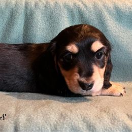 Boy 1 - Black and cream male Dachshund puppy in Gardnerville, Nevada from Rockin MF Pups