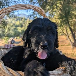 River - Black and white female Bernedoodle puppy in Mariposa, California from Ginger & Spice Farm Puppies