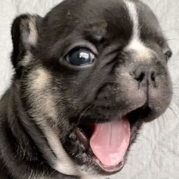 French Bulldogs from All About The French