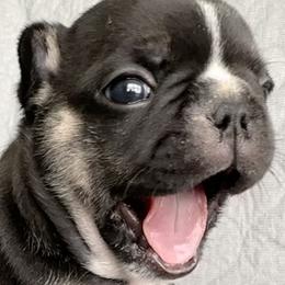French Bulldogs from All About The French