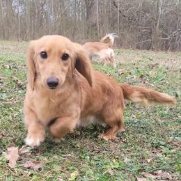 Sparky - Dachshund