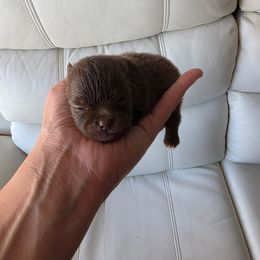 Hershey - Chocolate female Pomeranian puppy in Los Angeles, Santa Clarita, California from LT_Poms