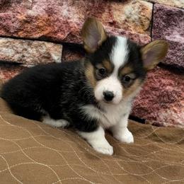 Girl 1 - Black and tan female Pembroke Welsh Corgi puppy in Visalia, California from VIP Stables