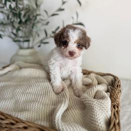 TOFFEE - Merle male Goldendoodle puppy in Ivins Utah, Utah from Luxi Paws Doodles