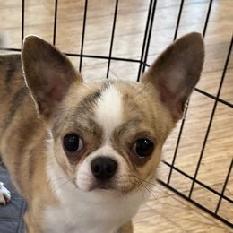 Felix - Chihuahua