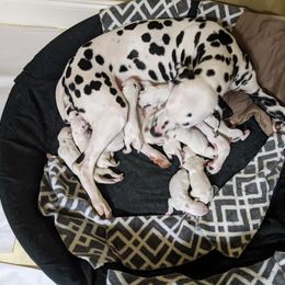 Dalmatian Puppies from Coachside Dalmatians