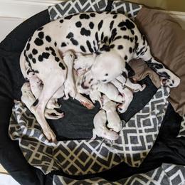 Dalmatian Puppies from Coachside Dalmatians