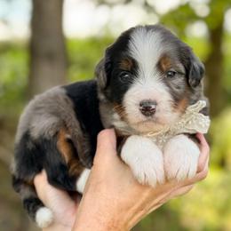Banks - Blue merle female Bernedoodle puppy in Bellville, Ohio from Bernedoodle Buddies