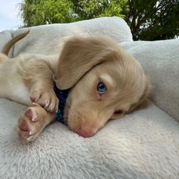 Dreamsicle - Cream male Dachshund puppy in Ontario, Oregon from Get A Long Little Doggie