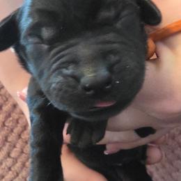 Boy 1 - Black male Labrador Retriever puppy in Oxford, Georgia from Cornish Mountain Labradors