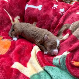 Augustus - Red  male Goldendoodle puppy in Warsaw, Ohio from Lovabledoodles