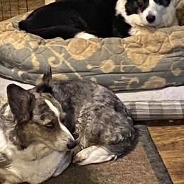 Cardigan Welsh Corgi All Grown Up from Debonaire Corgis
