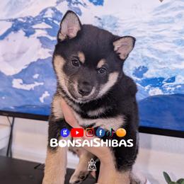 SAKURA - Black and tan female Shiba Inu puppy in Minnesota from BonsaiShibas