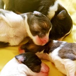 Collie and Shetland Sheepdog Puppies from Zandria Collies and Shetland Sheepdogs