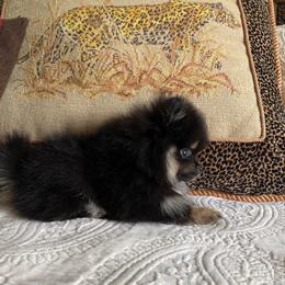 Pomeranian Puppies from Hill Country Poms