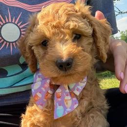 Bertie-  (Rainbow Sherbet) - Red female Bordoodle puppy in Canfield, Ohio from Poo's Doo's & Inu's
