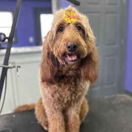 Fern - Goldendoodle