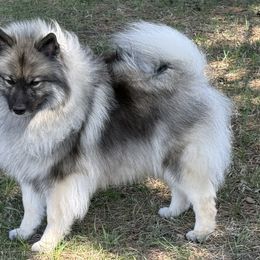 Tiri - Keeshond
