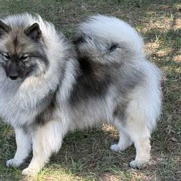 Tiri - Keeshond