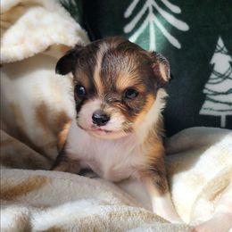 Brownie - Fawn female Chihuahua puppy in Goodman, Missouri from Jessica's Dashing Dachsunds and Fancy Frenchies