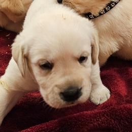 Blue - Yellow male Labrador Retriever puppy in Siloam Springs, Arkansas from Karemy Kennels (Karemy Labradors)