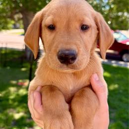 Colin - Yellow male Labrador Retriever puppy in Great Falls, Montana from Yogo Point Kennels