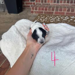 Penny - Piebald female Dachshund puppy in Nashville, Arkansas from Dixies Dachshunds