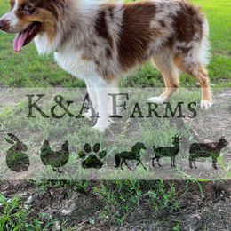 Australian Shepherd All Grown Up from K&A Farms