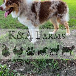 Australian Shepherd All Grown Up from K&A Farms