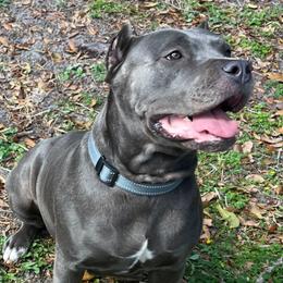 Chai - Cane Corso