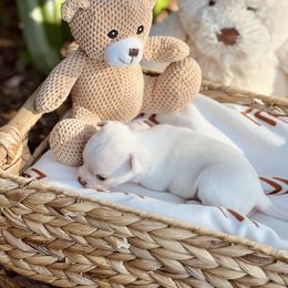 Frosty - Cream and white male Chihuahua puppy in Oviedo, Florida from ROYALCHIHUAHUAPUPPY