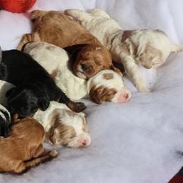 Bernedoodle and Cavapoo Puppies from Lawler’s Legacy Litters