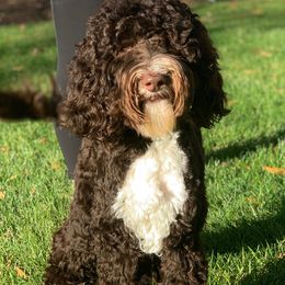 Loki - Australian Labradoodle