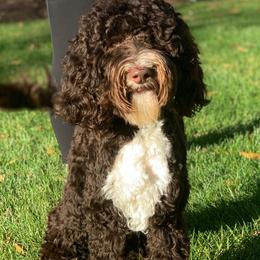 Loki - Australian Labradoodle