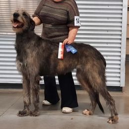 Irish Wolfhounds from Paragon Irish Wolfhounds