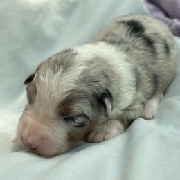 Texi - Australian Shepherd puppy in Martha’s Vineyard, Massachusetts from Cranberry Hill Aussies