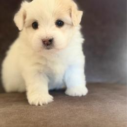 Belle - White female Coton de Tulear puppy in Palm Desert, California from Cotoncutie