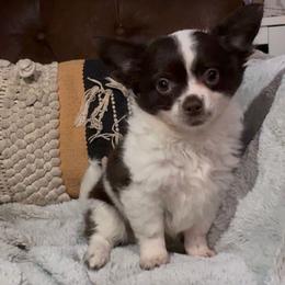 Coke - Chocolate and white male Chihuahua puppy in Tyner, North Carolina from Hawk's Eye Homestead