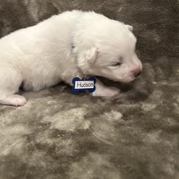 Hudson - White male Samoyed puppy in Atkinson, Nebraska from Sandhills Samoyeds
